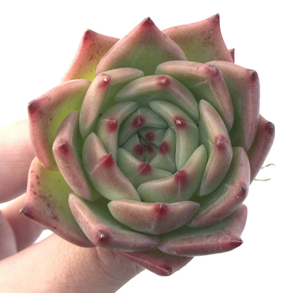 Echeveria Agavoides 'Derenceana' 3" Succulent Plant