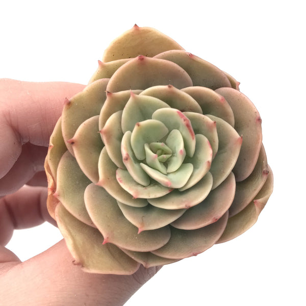 Echeveria 'Fun Queen’ 2” Rare Succulent Plant