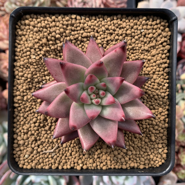 Echeveria Agavoides 'Sirius' 3” Succulent Plant