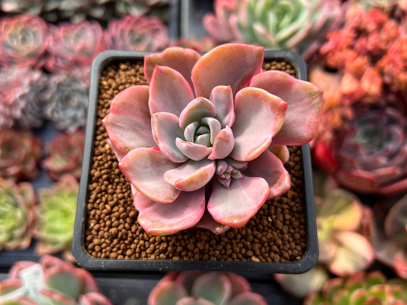 Graptoveria 'Mrs. Richards' Variegated 2" Succulent Plant