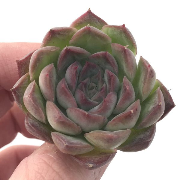 Echeveria 'Sheena' 2" New Hybrid Succulent Plant