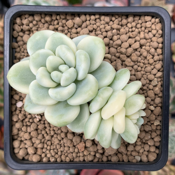 Sedum 'Clavatum' Variegated 2"-3" Succulent Plant