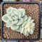 Sedum 'Clavatum' Variegated 2"-3" Succulent Plant