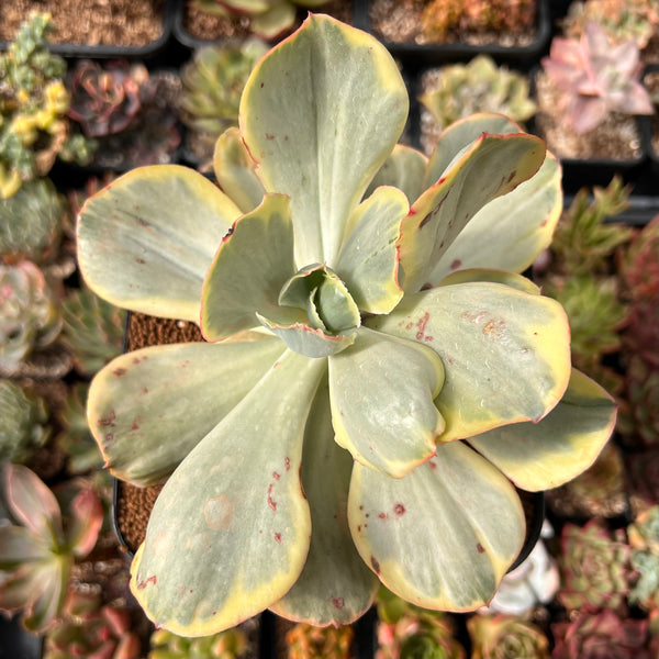 Echeveria sp. Variegated *Not E. Ice Age* 5"-6" Succulent Plant