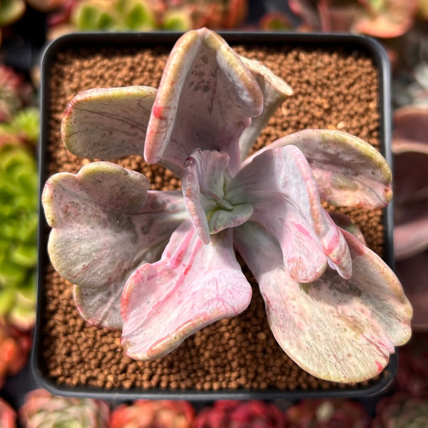 Pachyveria 'Jocelyns Joy' Variegated 1"-2" Succulent Plant