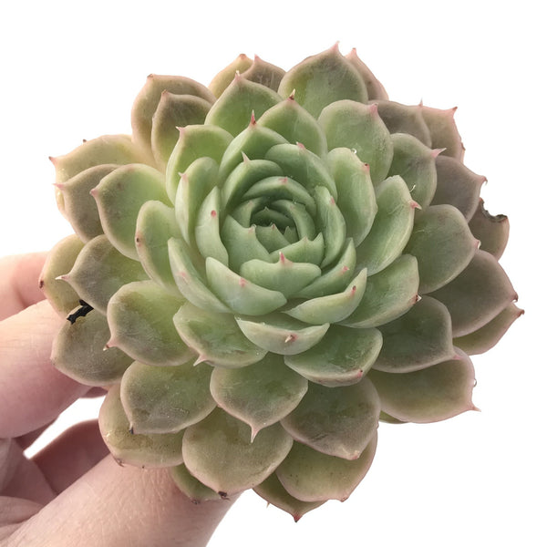 Echeveria 'Onslow' 3" Succulent Plant