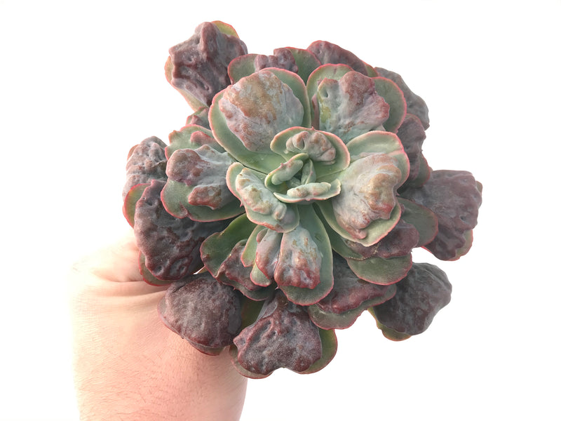 Echeveria 'Hearts Delight' Large 7"+ Carunculated Succulent Plant