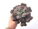 Echeveria 'Hearts Delight' Large 7"+ Carunculated Succulent Plant