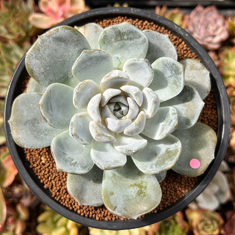 Echeveria 'Snow Bunny' 4"-5" Large Powdery Succulent Plant