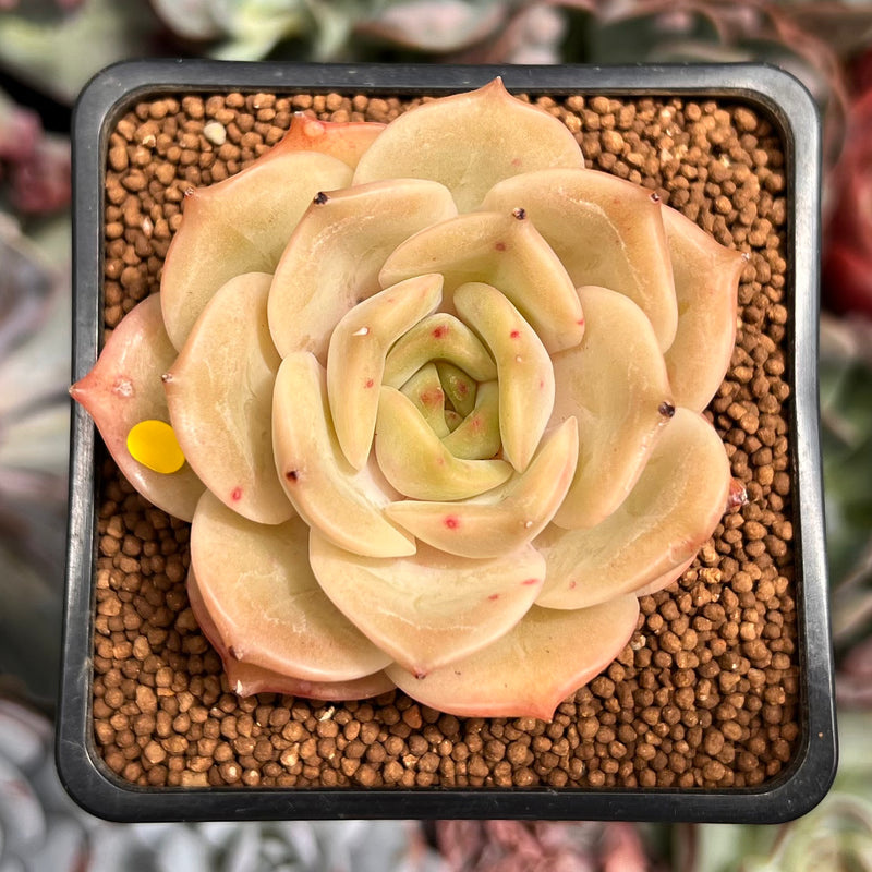 Echeveria 'Angelina' 2" Succulent Plant