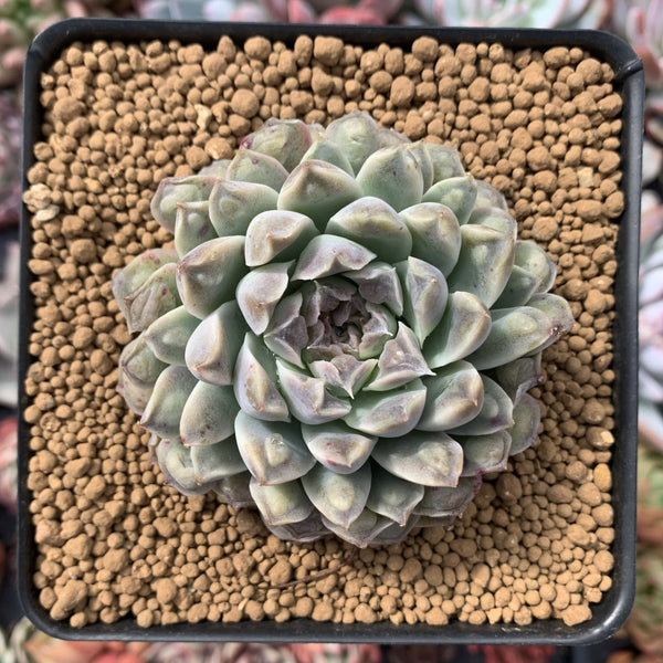 Echeveria 'Hearts Choice' 3" Succulent Plant