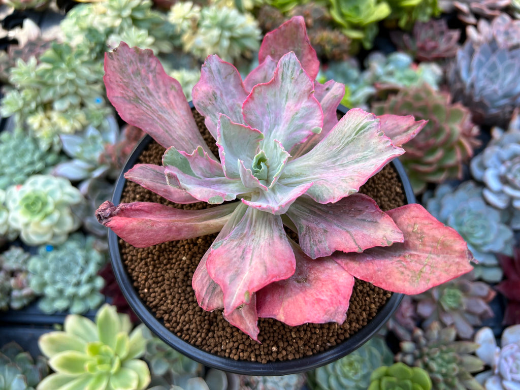 Echeveria 'Pink Chantilly' Mutation Variegated 4