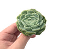 Echeveria 'Mexican Rose' 2" Rare Succulent Plant