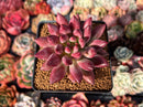 Pachyphytum 'Yeonji' Hybrid 2"-3" Succulent Plant