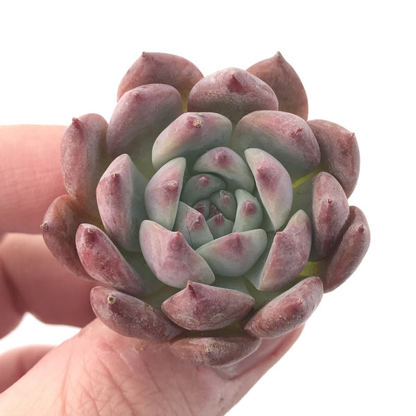 Echeveria 'Gold Peach' 1"-2" Succulent Plant