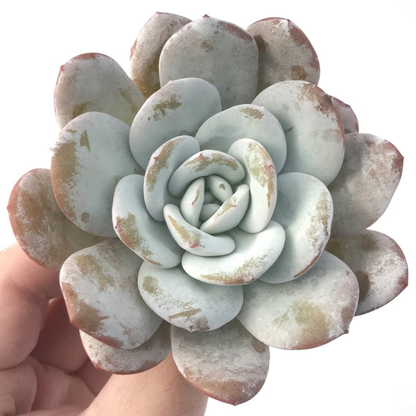 Echeveria 'Laui' 4"-5" Powdery Succulent Plant