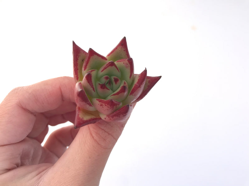 Echeveria Agavoides 'Casio' 1" Succulent Plant