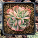 Echeveria 'Luella' Variegated Cluster 2" Succulent Plant