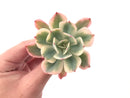 Echeveria 'Secunda' Variegated 4"-5" Succulent Plant