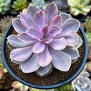 Echeveria 'Perle von Nurnberg' Variegated 3"-4" Succulent Plant