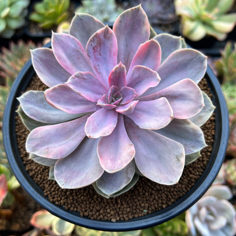 Echeveria 'Perle von Nurnberg' Variegated 3"-4" Succulent Plant