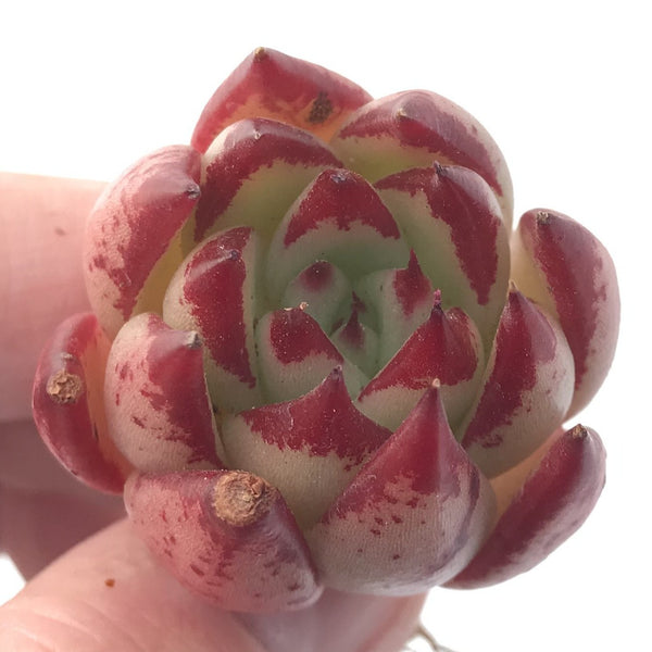 Echeveria Agavoides 'Casio' 1" Small Succulent Plant