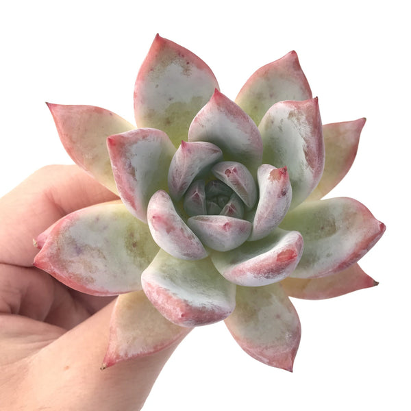 Echeveria 'Colorata' 4" Powdery Succulent Plant