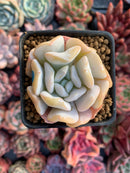 Echeveria 'Exotic' 1” Powdery Succulent Plant