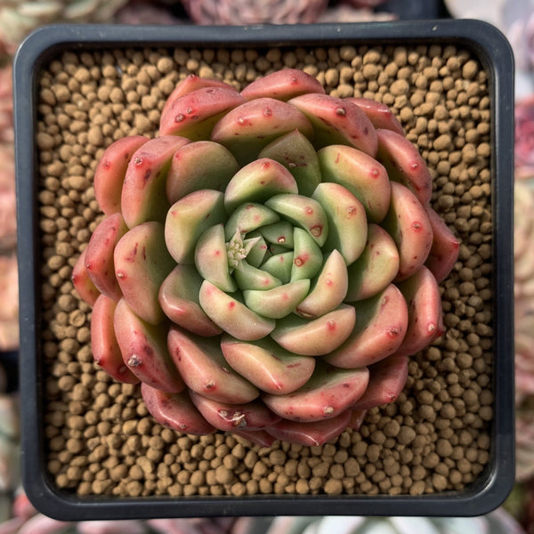 Echeveria Agavoides sp. 2"-3" Succulent Plant