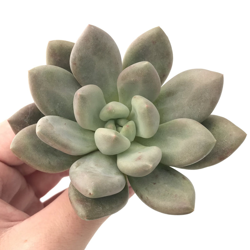 Echeveria 'Valentine' 2"-3" Rare Succulent Plant