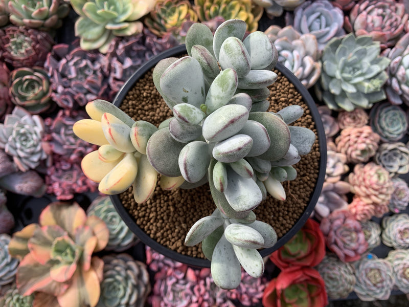 Cotyledon 'Orbiculata' Variegated 5" Large Very Rare Succulent Plant