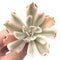 Echeveria 'Secunda' Variegated 3" Succulent Plant *Damaged*