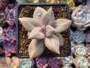 Echeveria 'Xichuensis' 2"-3" Succulent Plant