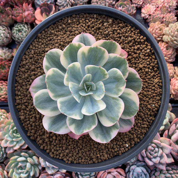 Echeveria 'Secunda' Variegated 5"-6" Large Succulent Plant