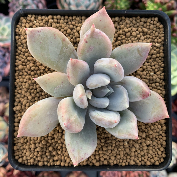 Echeveria 'Snow Queen' 4" Succulent Plant