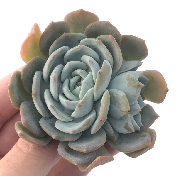 Echeveria 'White One' 3" Succulent Plant