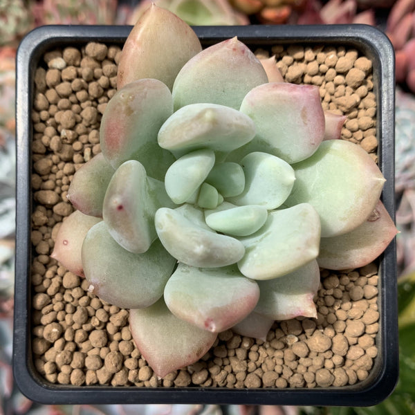 Pachyphytum 'Ice Peace' 3" Succulent Plant