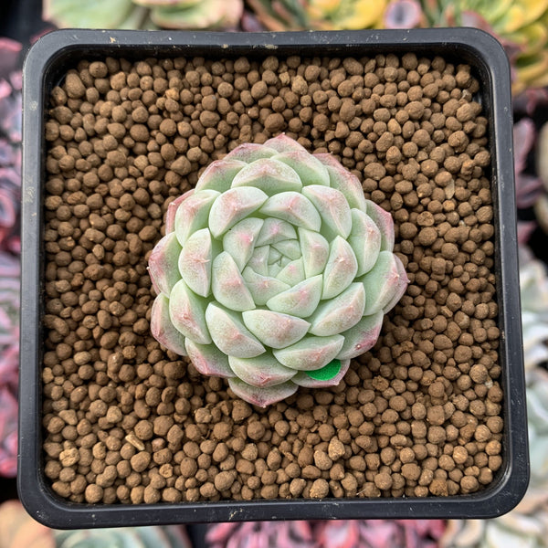 Echeveria 'Arba' 1" New Hybrid Powdery Succulent Plant