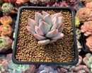 Pachyveria 'Simonasa' Variegated 2" Powdery Succulent Plant