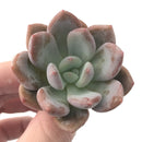 Echeveria 'Monroe Queen' 1"-2" New Hybrid Succulent Plant