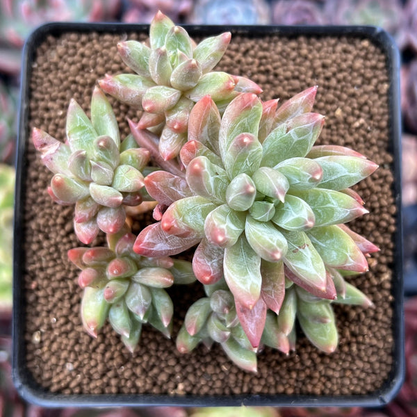 Pachyveria 'Bellgrave' Cluster 3" Succulent Plant