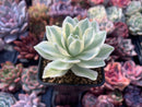 Orostachys 'Fuji' Variegated 2" Succulent Plant