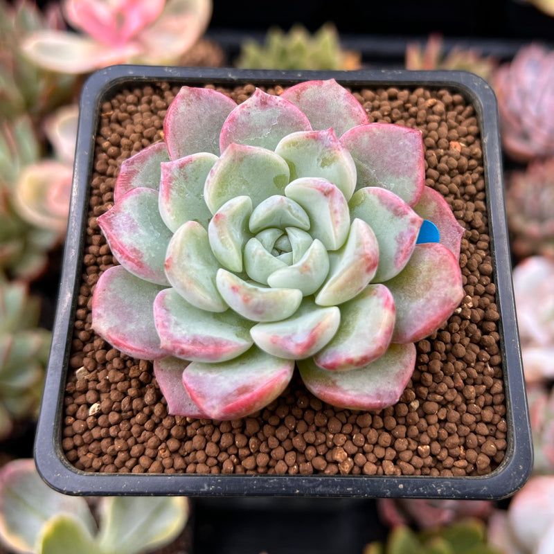 Echeveria sp. 2" Succulent Plant