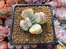 Cotyledon 'Orbiculata' Variegated Cutting 2" Succulent Plant