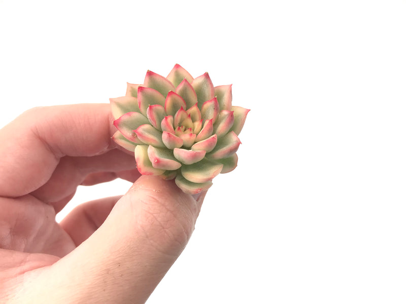 Echeveria 'Mebina' Variegated 1" Small Rare Succulent Plant