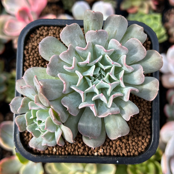 Echeveria 'Revolution' 2" Cluster Succulent Plant