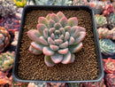 Echeveria 'Elsa' 2" Succulent Plant