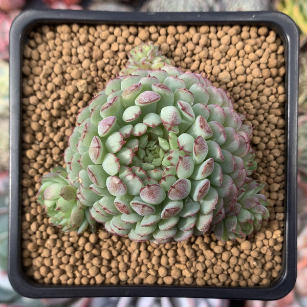 Echeveria 'Globulosa' Cluster 3" Succulent Plant