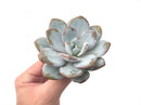 Echeveria 'Laui' 3"-4" PowderySucculent Plant