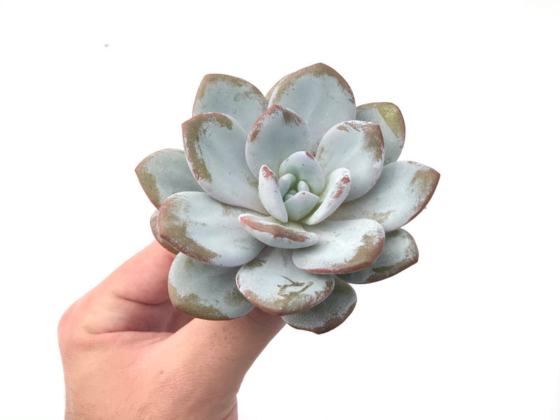 Echeveria 'Laui' 3"-4" PowderySucculent Plant